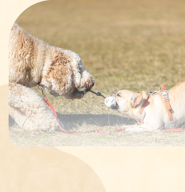 Dog School Yoku Mana